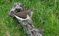 Strandsnipe - Common sandpiper (Actitis hypoleucos)